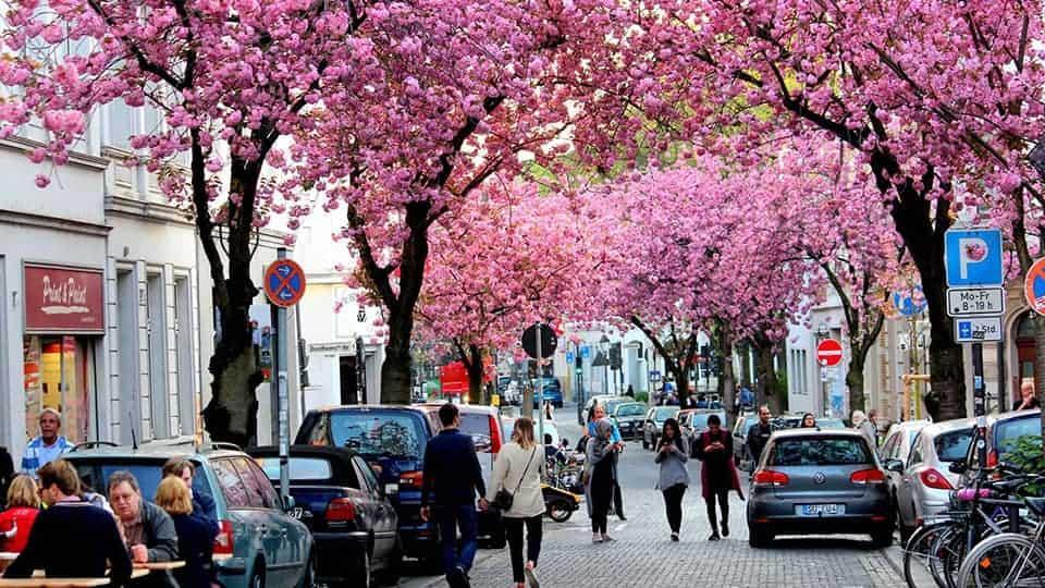 خیابان برلین سرشار درختهای شکوفه گیلاس